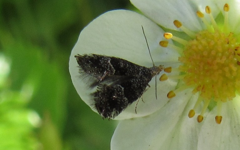 Papillons - Douglasiidae - Tinagma perdicella