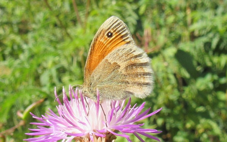 02 août 2026 Papillons - Le procris - Coenonympha pamphilus