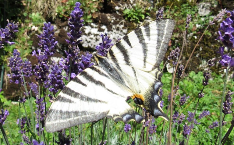05 août 2024 Papillons - Le flambé - Iphiclides podalirius