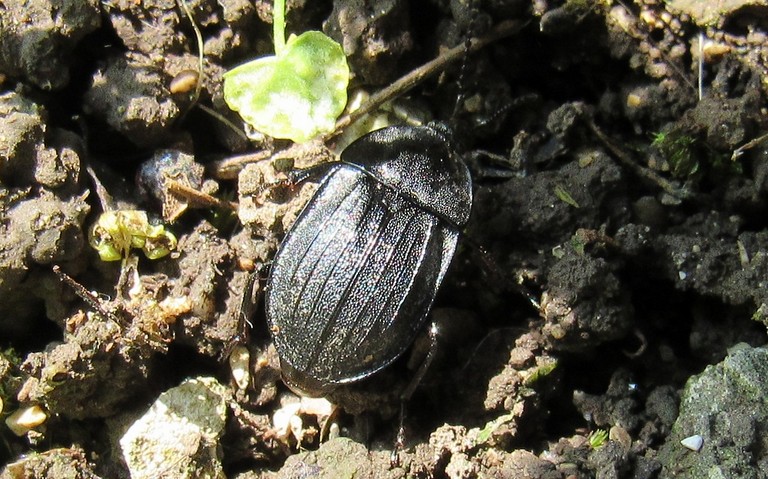Galeruca sp
