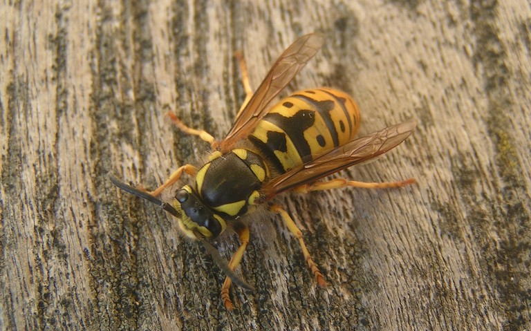La guêpe germanique – Vespula germanica