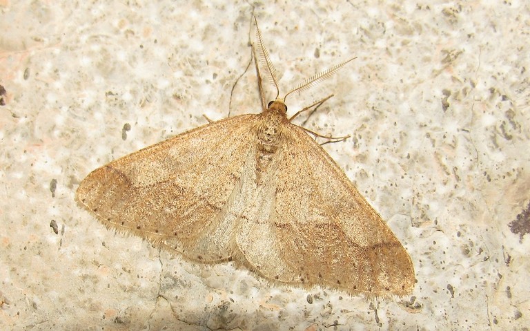 Papillons - L'hibernie hâtive - Agriopis marginaria