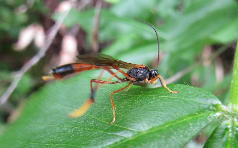 Hyménoptères - Ischneumonidés - Habronyx sp. 