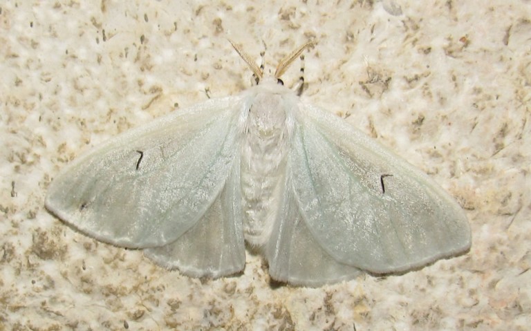 Papillons - Le L noir - Arctornis l-nigrum - Femelle