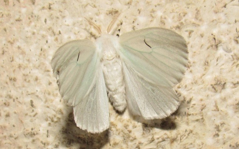 Papillons - Le L noir - Arctornis l-nigrum - Femelle