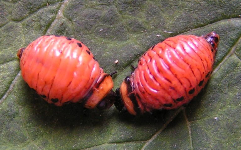 Larve de doryphore - Leptinotarsa decemlineata