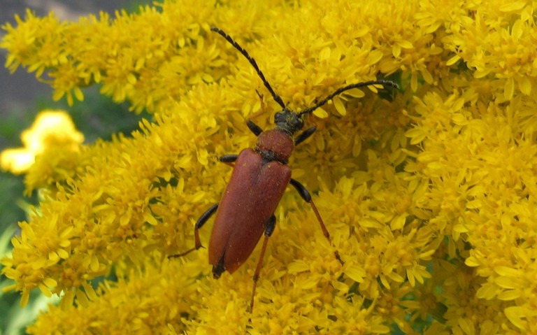 Lepture rouge - Stictoleptura rubra - Femelle