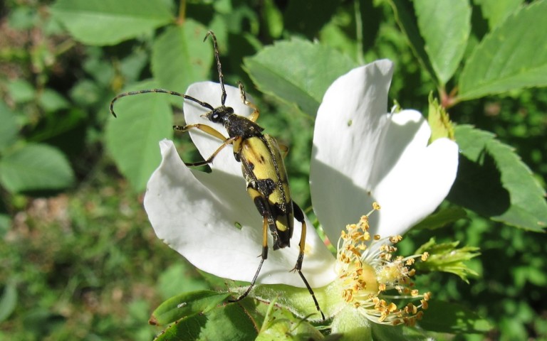 Lepture tachetée - Ruptela maculata - mâle