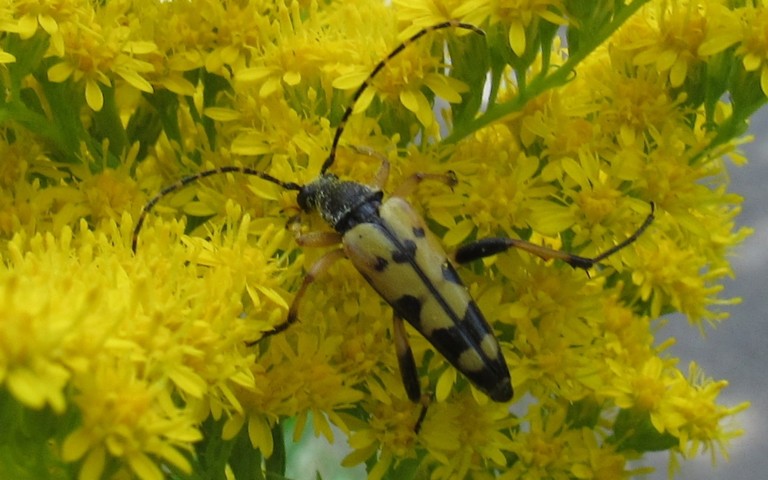 Lepture tachetée - Ruptela maculata - mâle