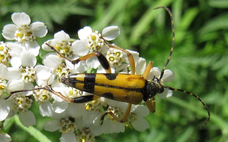 Lepture tachetée - Ruptela maculata - mâle