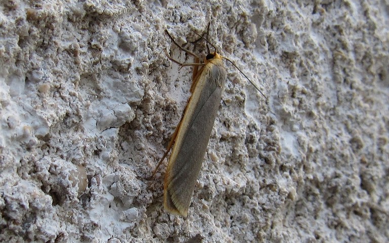 La lithosie complanule - Eilema lurideola