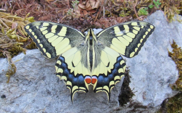 05 août 2026 Papillons - Le machaon - Papilio machaon