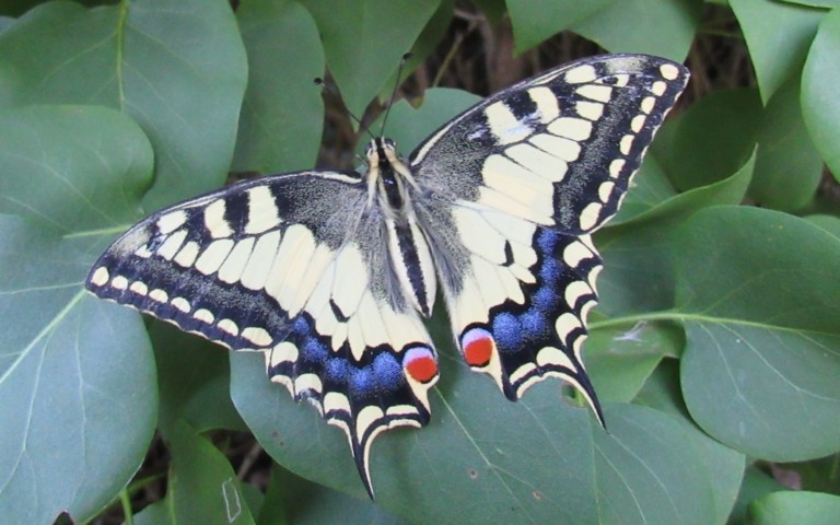 05 août 2026 Papillons - Le machaon - Papilio machaon