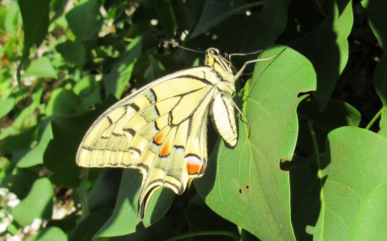 06 août 2026 Papillons - Le machaon - Papilio machaon