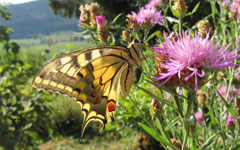 06 août 2026 Papillons - Le machaon - Papilio machaon