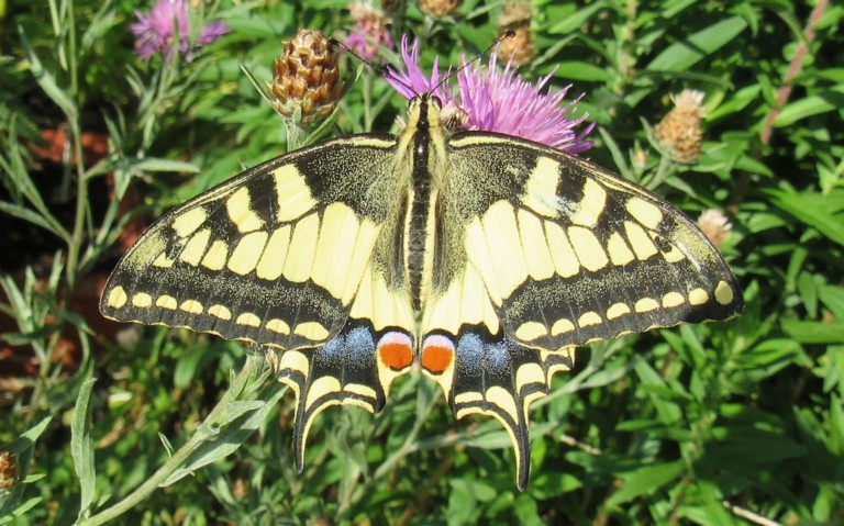 06 août 2026 Papillons - Le machaon - Papilio machaon