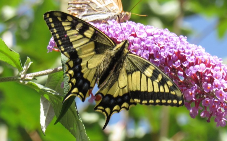 24 août 2023 Papillons - Le machaon - Papilio machaon
