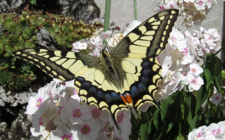 24 août 2023 Papillons - Le machaon - Papilio machaon