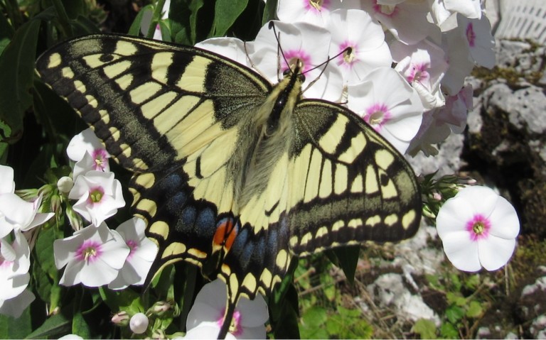 24 août 2023 Papillons - Le machaon - Papilio machaon