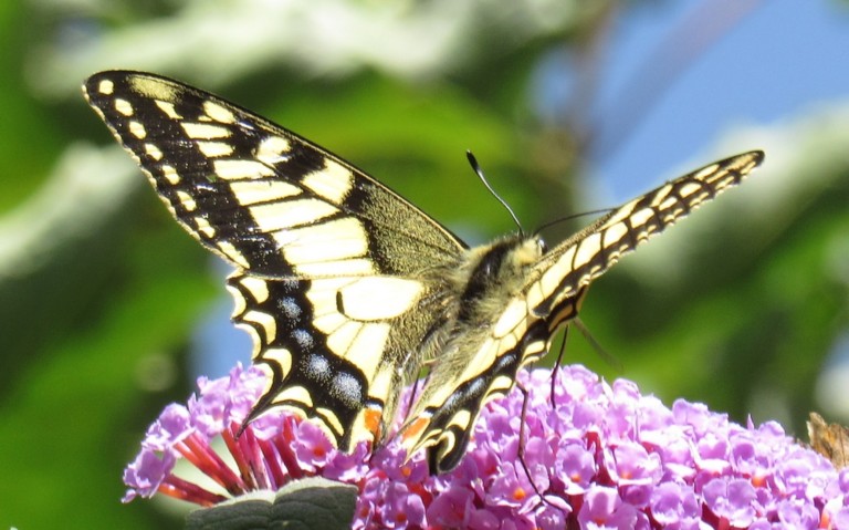 24 août 2023 Papillons - Le machaon - Papilio machaon