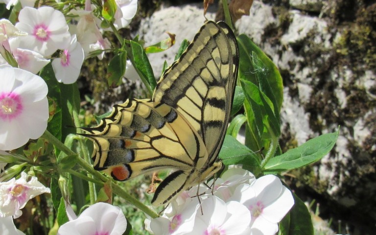 24 août 2023 Papillons - Le machaon - Papilio machaon