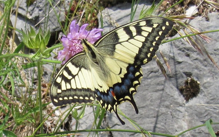 26 juin 2023 Papillons - Le machaon - Papilio machaon