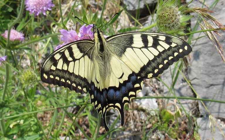 Papillons - Le machaon - Papilio machaon