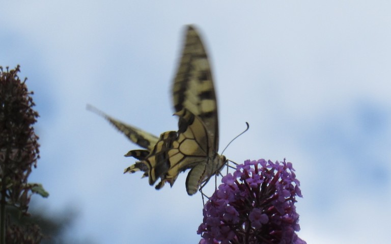 28 août 2022 Papillons - Le machaon - Papilio machaon