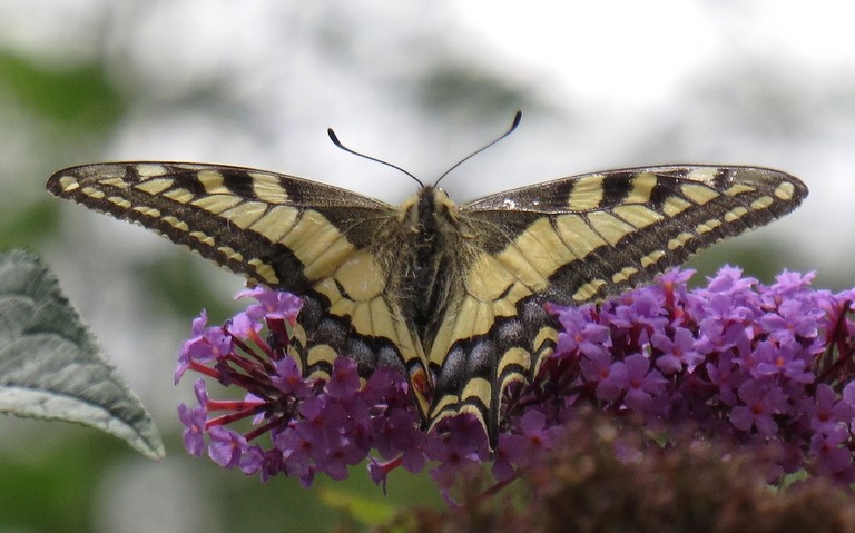 Papillons - Le machaon - Papilio machaon