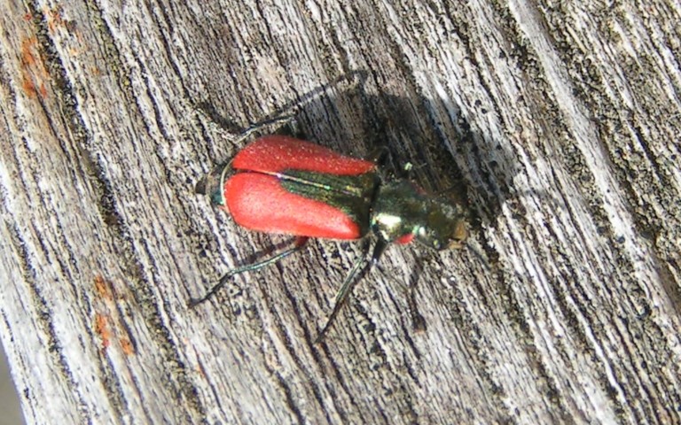Malachie bronzée - Malachius aeneus