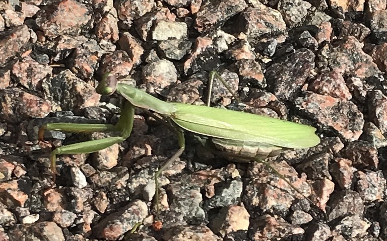 Mante religieuse - Mantis religiosa