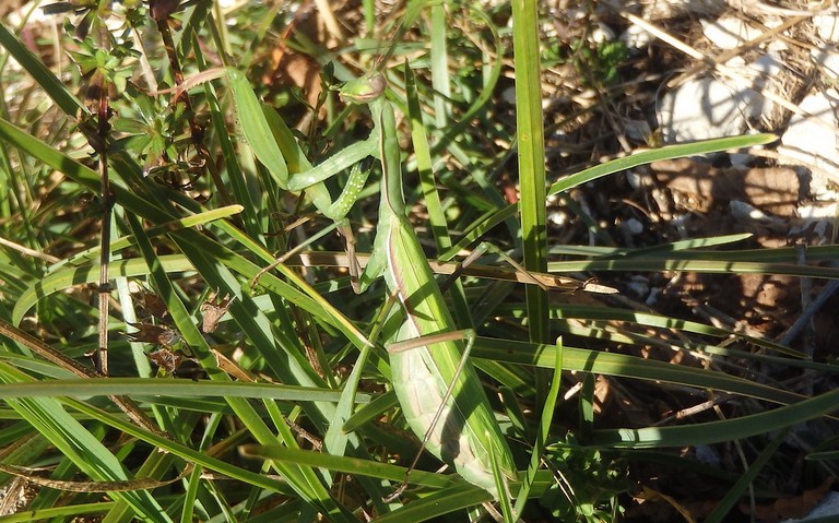 Mante religieuse - Mantis religiosa