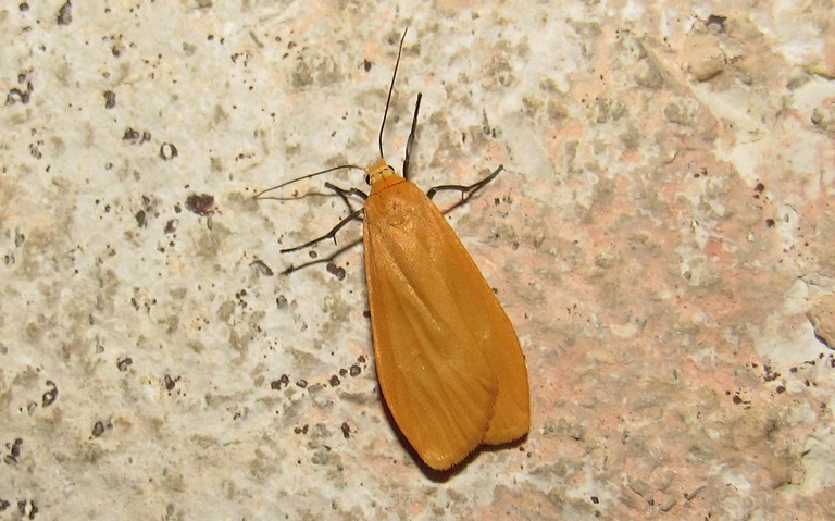 Papillons - Le manteau jaune - Wittia sororcula