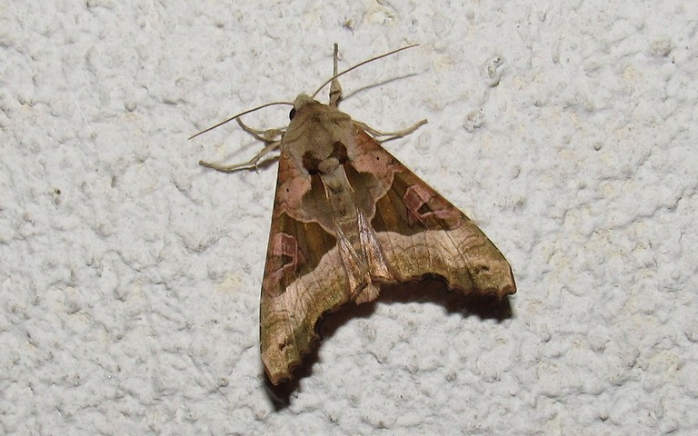 Papillons - La méticuleuse - Phlogophora meticulosa