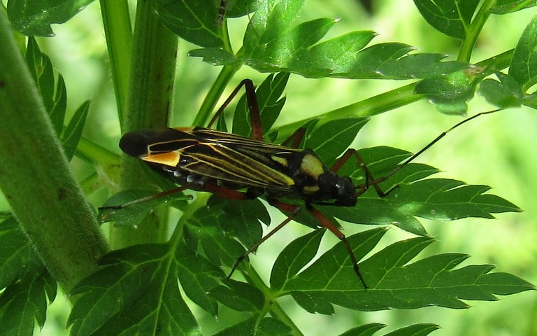 Punaise - Miris striatus