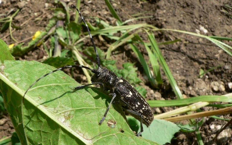 Monochamus sutor ou sartor - Femelle