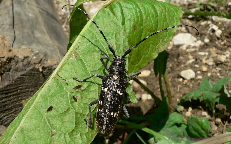 Monochamus sutor ou sartor - Femelle