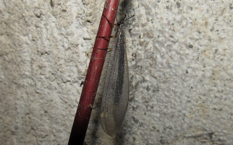 Le fourmilion commun - Myrmeleon formicarius