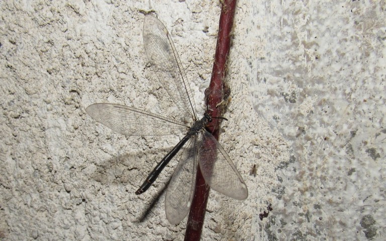 Le fourmilion commun - Myrmeleon formicarius