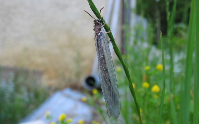 Le fourmilion commun - Myrmeleon formicarius