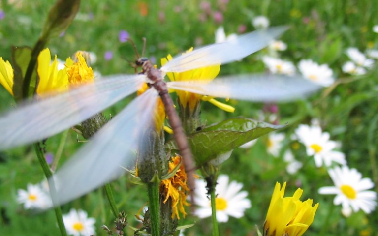 Le fourmilion commun - Myrmeleon formicarius
