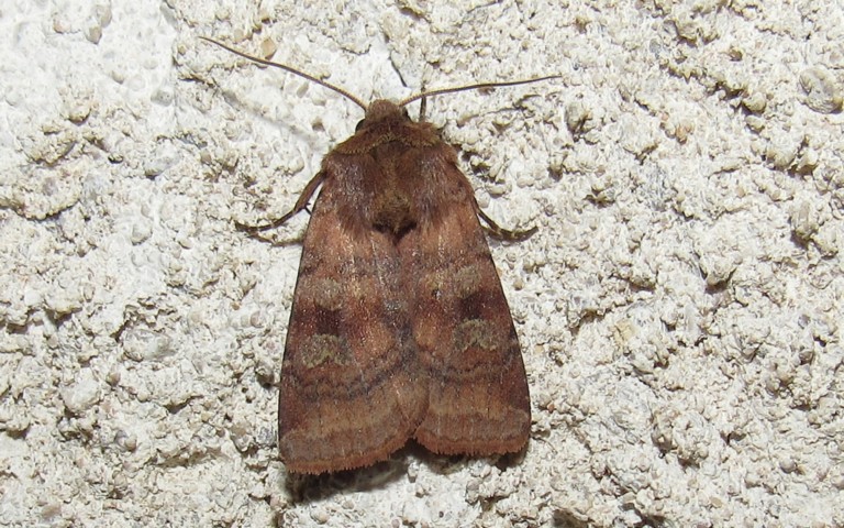Papillons - La noctuelle belle - Diarsia rubi