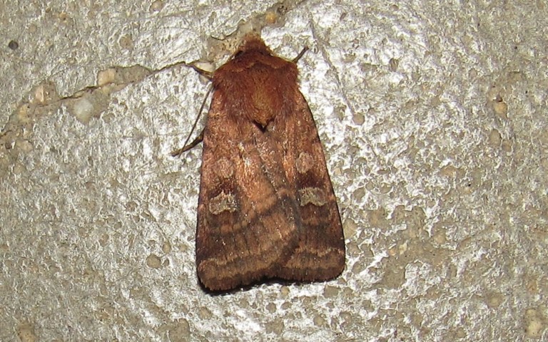 Papillons - La noctuelle belle - Diarsia rubi