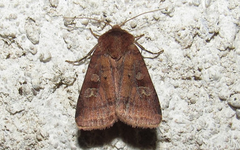 Papillons - La noctuelle belle - Diarsia rubi