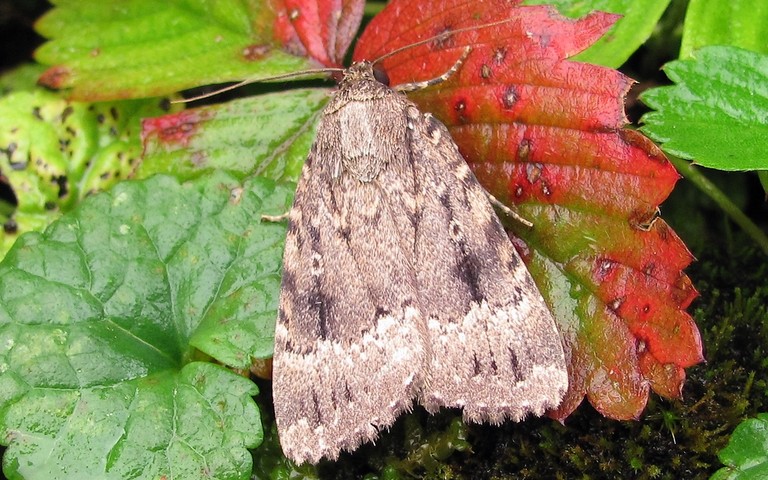 Papillons - La noctuelle berbère - Amphipyra berbera