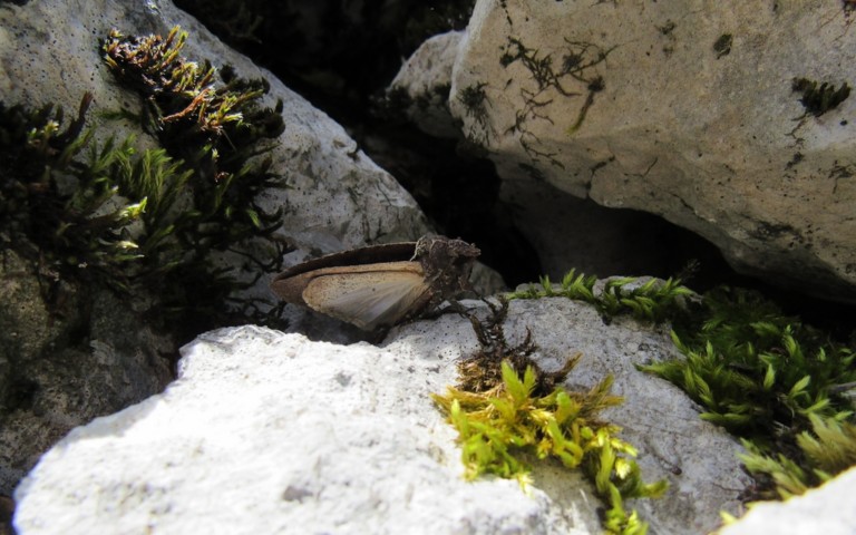 Papillons - La noctuelle blessée - Peridroma saucia