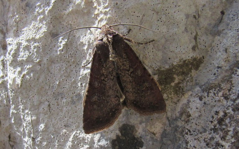 Papillons - La noctuelle blessée - Peridroma saucia