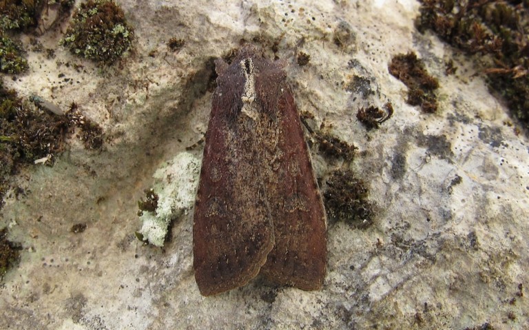 Papillons - La noctuelle blessée - Peridroma saucia