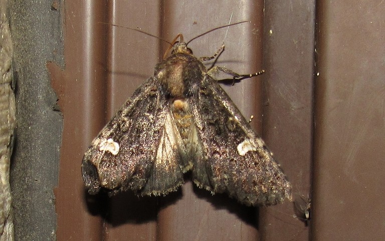 Papillons - La noctuelle de la persicaire - Melanchra persicariae