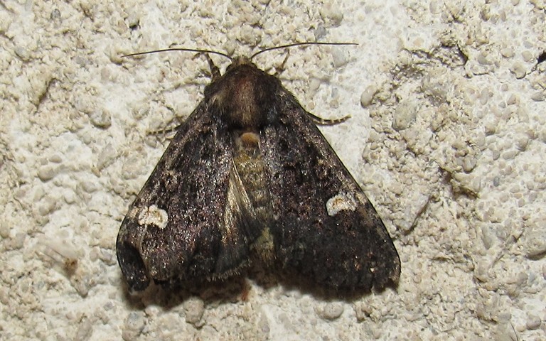 Papillons - La noctuelle de la persicaire - Melanchra persicariae